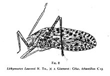 Lithymnetes Laurenti Nicolas Théobald holotype ech.  C13 s.  113 pl.  I - diagram - Insekter fra Sannoisien af ​​Célas (Gard) .jpg