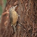 Little Shrikethrush (Rufous), Crater Lakes National Park--Chambers Rainforest Lodge, Tablelands, Queensland, Australia