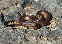 Pequeña serpiente látigo (Parasuta flagellum) (8563849659) .jpg