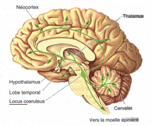 Noradrénaline: Localisation, Métabolisme de la noradrénaline, Pharmacologie