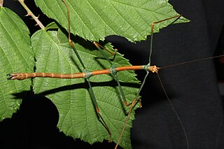 <i>Lonchodes</i> Genus of stick insects