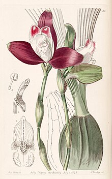 Lycaste macrophylla (as Lycaste plana) - Edwards vol 29 (NS 6) pl 35 (1843).jpg