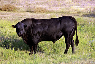 North American Piedmontese breed of domestic beef cattle