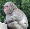 A Japanese macaque (M. fuscata)