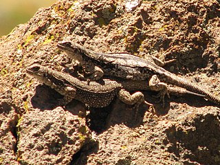 <i>Phymaturus payuniae</i> Species of lizard