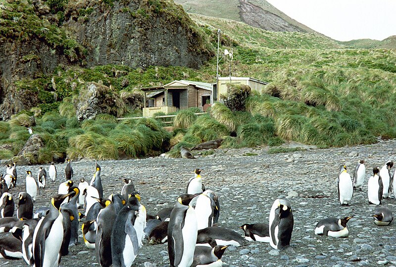 File:MacquarieIslandGreenGORGE.JPG