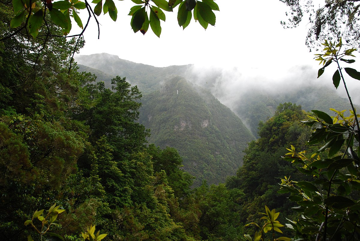 PDF) Vascular epiphytic community along elevational zone in sub-tropical  forest ecosystem