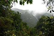 Laurisilva de Madeira.