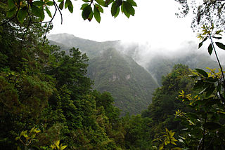 Laurel forest Type of subtropical forest