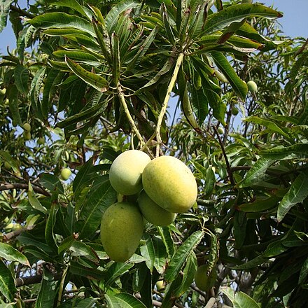 Манговое дерево. Манго ( Mangifera Indica. Манго индийское растение. Mangifera Indica дерево. Манговое дерево (Mangifera Indica.