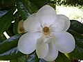 Magnolia Grandiflora