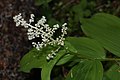 Maianthemum racemosum