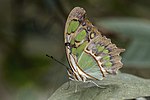 Thumbnail for File:Malachite (Siproeta stelenes biplagiata) underside Honduras.jpg