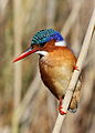 Malachite Kingfisher, Alcedo cristata at Marievale Nature Reserve, Gauteng, South Africa (21173906840).jpg