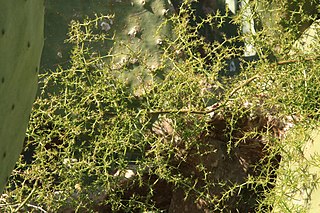 <i>Asparagus aphyllus</i> Species of plant