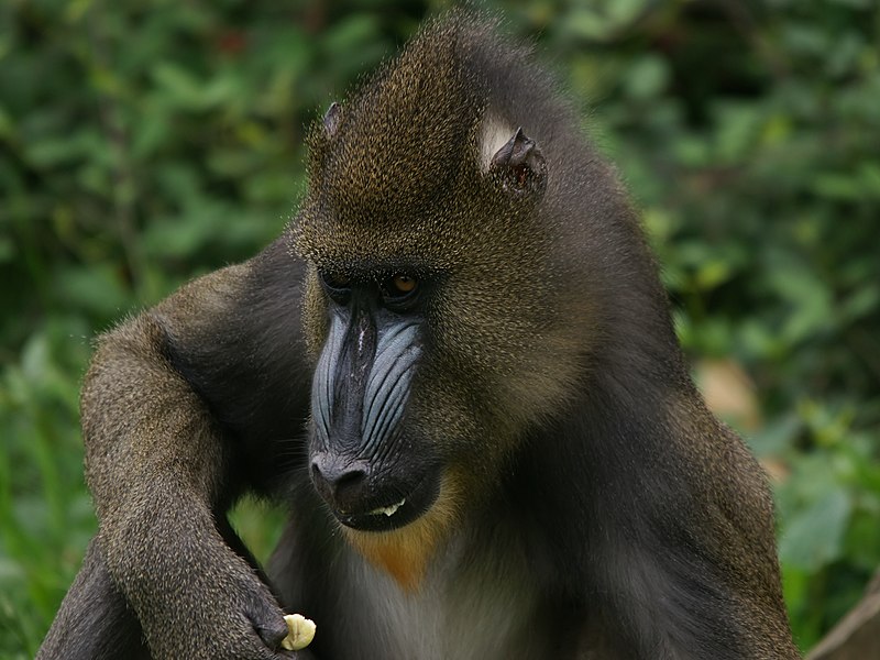 File:Mandrillus sphinx (eating).jpg