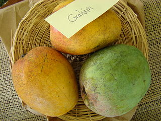 Graham (mango) Edible fruit cultivar