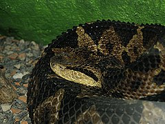 Central American jumping pitviper. Mano de piedra. ( Metlapilcoatlus mexicanus) Mano-de-piedra.Central-American-jumping-pitviper.(Atropoides-nummifer-mexicanus).jpg