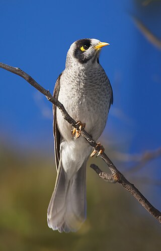 <span class="mw-page-title-main">Noisy miner</span> Bird in the honeyeater family from eastern Australia