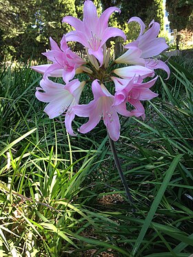 Belladonnalilje (Amaryllis belladonna) på sit naturlige vokssted Foto: Discott