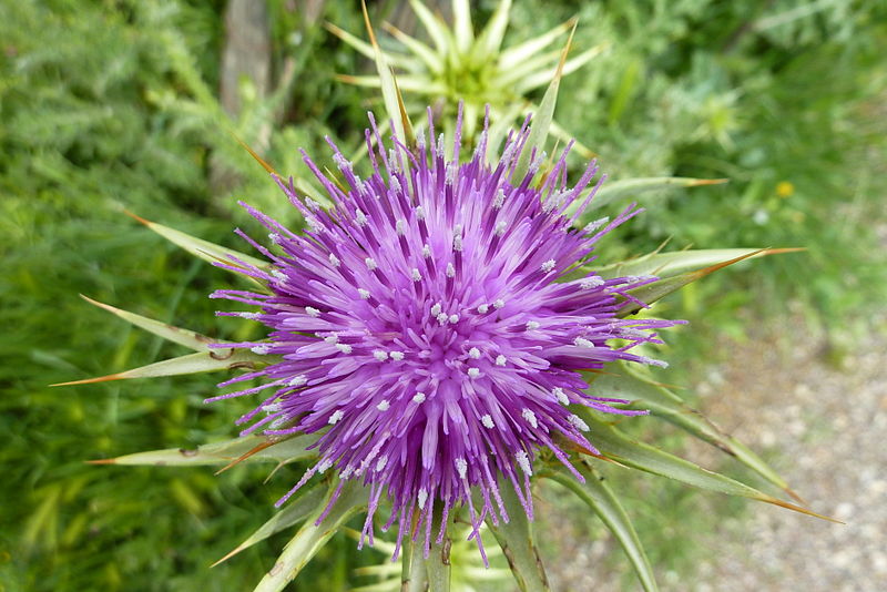 File:Mariendistel, Silybum marianum.JPG