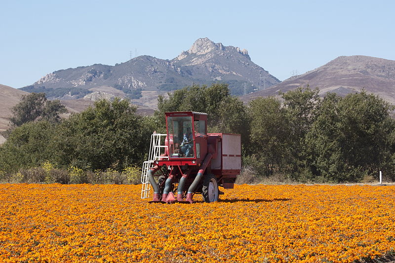 File:Marigold seed collection in California.jpg