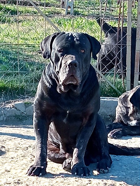 File:Maschio nero di Cane Corso Italiano.jpg