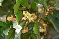 Flowers in Hyderabad, India Maulsari (Mimusops elengi) in Hyderabad W IMG 7161.jpg