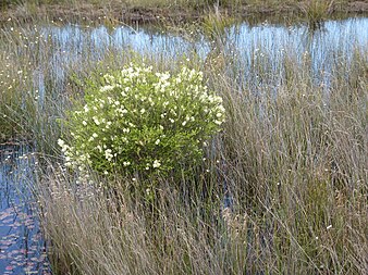 Habit near the road to Point D'Entrecasteaux Melaleuca preissiana (habit).jpg