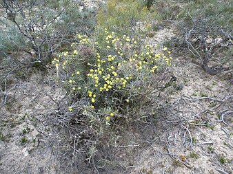 Habit in the Corrigin Nature Reserve Melaleuca pungens (habit).JPG