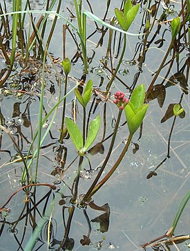 Raate (Menyanthes trifoliata)