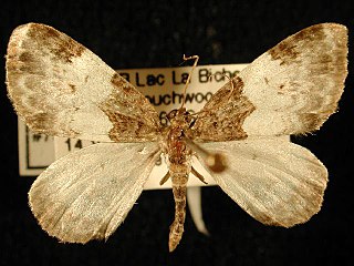 <i>Mesoleuca ruficillata</i> White-ribboned Carpet Moth