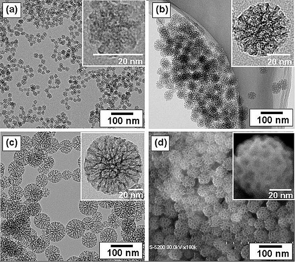 TEM (a, b, and c) images of prepared mesoporous silica nanoparticles with mean outer diameter: (a) 20nm, (b) 45nm, and (c) 80nm. SEM (d) image corresp