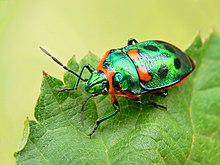 Щитовой клоп Scutiphora pedicellata на листе.