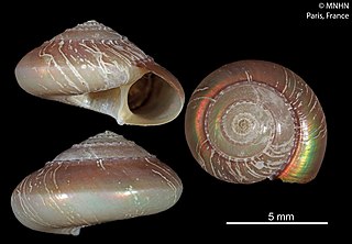 <i>Elaphriella corona</i> Species of gastropod
