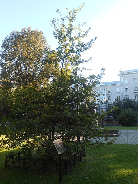 File:Mikhail Kutuzov bust in Smolensk - 06.jpg