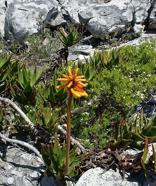 File:Millers point mnts Cape Peninsula - Aloe commixta.jpg