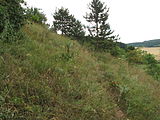 Čeština: Nature reserve Milovická stráň. Okres Břeclav, Česká republika.