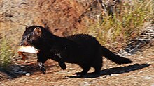 American mink with fish, in Norway Mink with catch.jpg