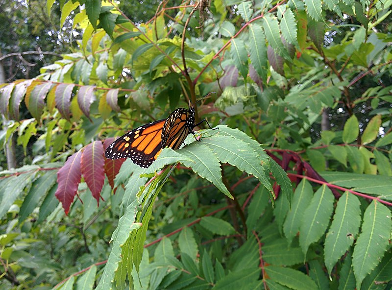 File:Monarch Butterfly (15061325208).jpg