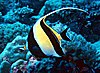 Moorish idol.jpg