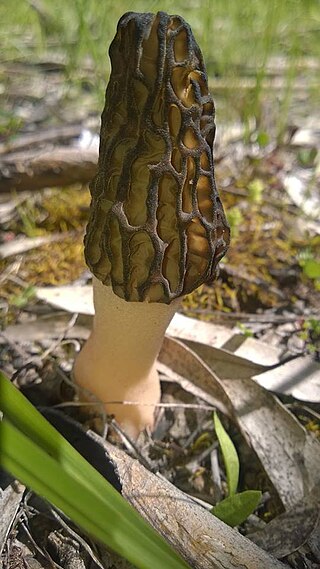 <i>Morchella australiana</i> Species of fungus