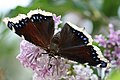 Papillon Morio Nymphalis antiopa