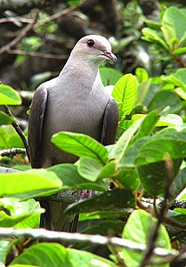 Montagne Imperial Pigeon.jpg