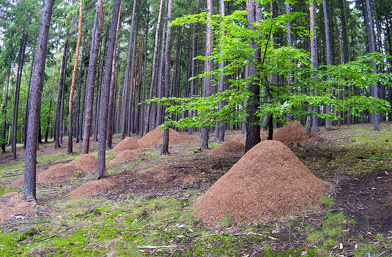 File:Mravenistě, Hlinecký les, Hřešihlavská.jpg