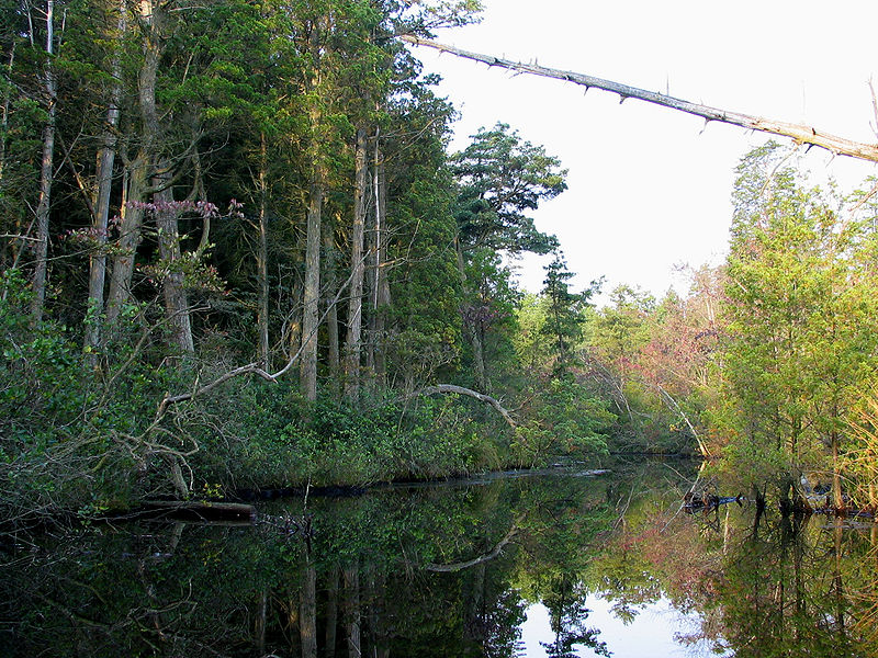 File:Mullica River 5.jpg