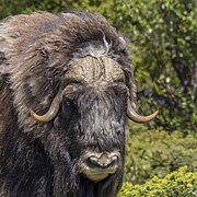 Ovibos moschatus (Muskox) male head