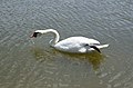 * Nomination: Mute swan (Cygnus olor) drinking.--Peulle 00:22, 9 July 2018 (UTC) * * Review needed