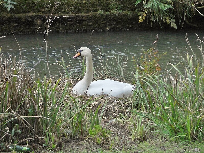 File:Mute swan on nest, River Medina, Newport, Isle of Wight, England.jpg