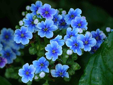 Chatham islands forget-me-not